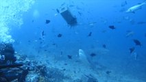 These divers were given the fright of their lives when they were approached by a group of bull sharks