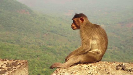 An alcoholic monkey has been sentenced to life in solitary after attacking 250 people