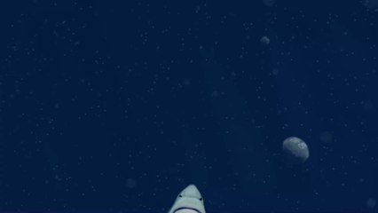 Are Sharks Something We Should Be Afraid Of?