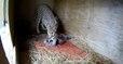 Remarkable Footage: This Beautiful Cheetah Gives Birth to Her First Litter
