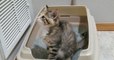 This kitten had the most hilarious reaction to discovering his litter box