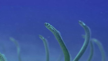 Man almost dies after having a 15 inch eel removed from his anus