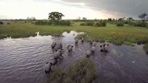 Hundreds of elephants in Botswana have been found struck by a random mass death