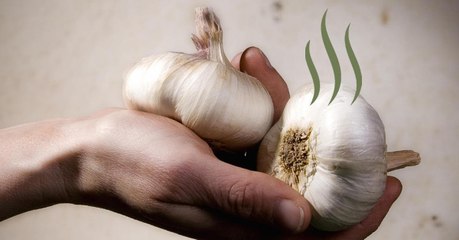Here is how eating garlic can help slim you down