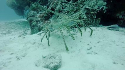 Lobsters have a rather 'kinky' sex life