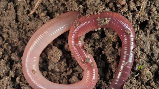 A Parasitic Worm That Went Extinct May Have Recently Resurfaced