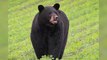 Bear Becomes Social Media Star After Travelling Across the United States Looking for a Mate