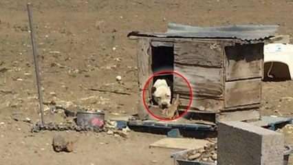 After a life chained up in the brutal sun, this pit bull will finally know love and freedom