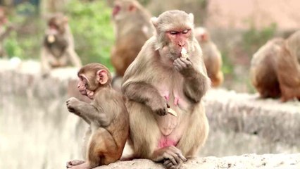 Group of Monkeys Break Into Lab and Run Away With Coronavirus Test Samples