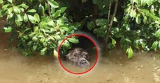 This dog was trapped by rising water levels... then something amazing happened