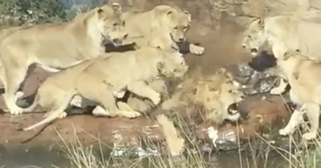 Shocking moment six lions turn on one of their own in a vicious attack
