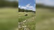 Woman narrowly avoids being attacked by a bison after playing dead
