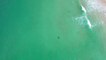 Drone footage of six surfers shows a deadly creature lurking beneath them