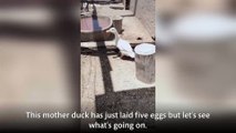 Man bravely takes on a snake to save a duck’s eggs