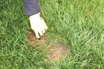Brothers discover 'mutant rabbit' in their back garden
