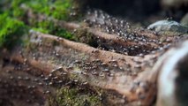 These Ants Decorate Their Nests With the Heads of Their Enemies