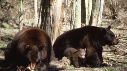 Violent Encounter Between Two Bears Captured On the Russian-Chinese Border