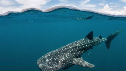 Panic on an Israeli Beach as a Whale Shark Is Seen Off-Shore