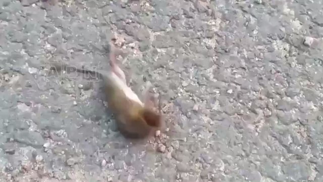 This fight between an Asian hornet and a mouse is hard to watch