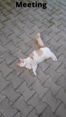 Adorable, Friendly Street Cat