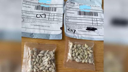 After being told not to, one man has planted the mystery seeds from china