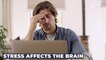 Stress: What Happens in the Brain When You’re Anxious