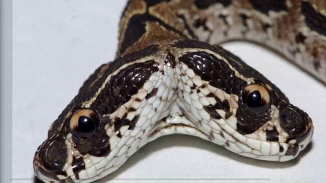A Very Rare Two-Headed Snake Was Spotted in India (VIDEO)