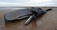 Researchers were devastated when they discovered what was in this whale's stomach