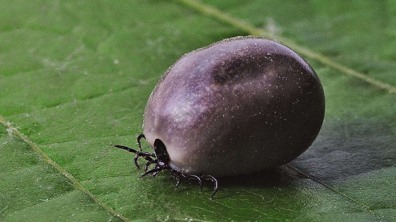9-Year-Old Hears A Strange Buzzing In His Ear... Then The Doctor Discovers Why