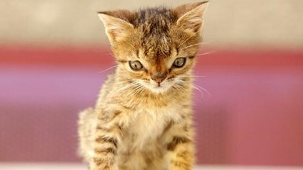 Otto the Kitten: The Tragic Story of His Short Life