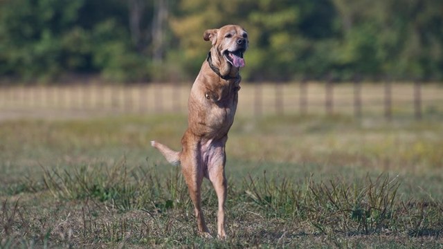 Born with only two legs, this dog walks just like a human