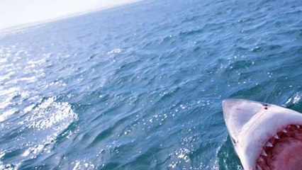 Fisherman receive huge fright as a great white tries to make a meal of their boat