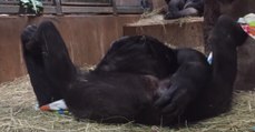 Heartwarming Footage Captures The Beautiful Moment Between A New Born Gorilla And His Mother