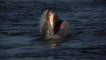 Great white shark makes a record-breaking 15+ feet jump out of the water in South Africa