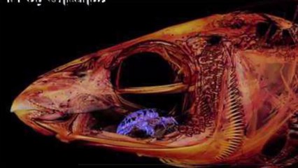 This Crustacean Drinks the Blood of Fish and Eventually Replaces Their Tongue