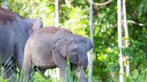 Cannabis for Elephants Is a Surprising Anti-Stress Method Used by This Zoo in Warsaw