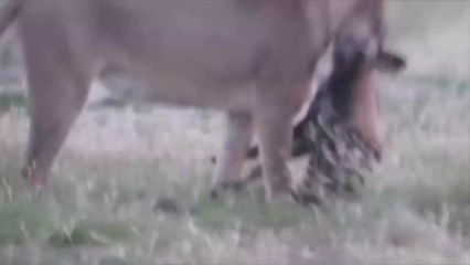 Watch As An African Wild Dog Plays Dead In Order To Escape A Hungry Lioness (VIDEO)