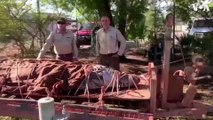 Australian rangers capture a 350KG crocodile the size of a car