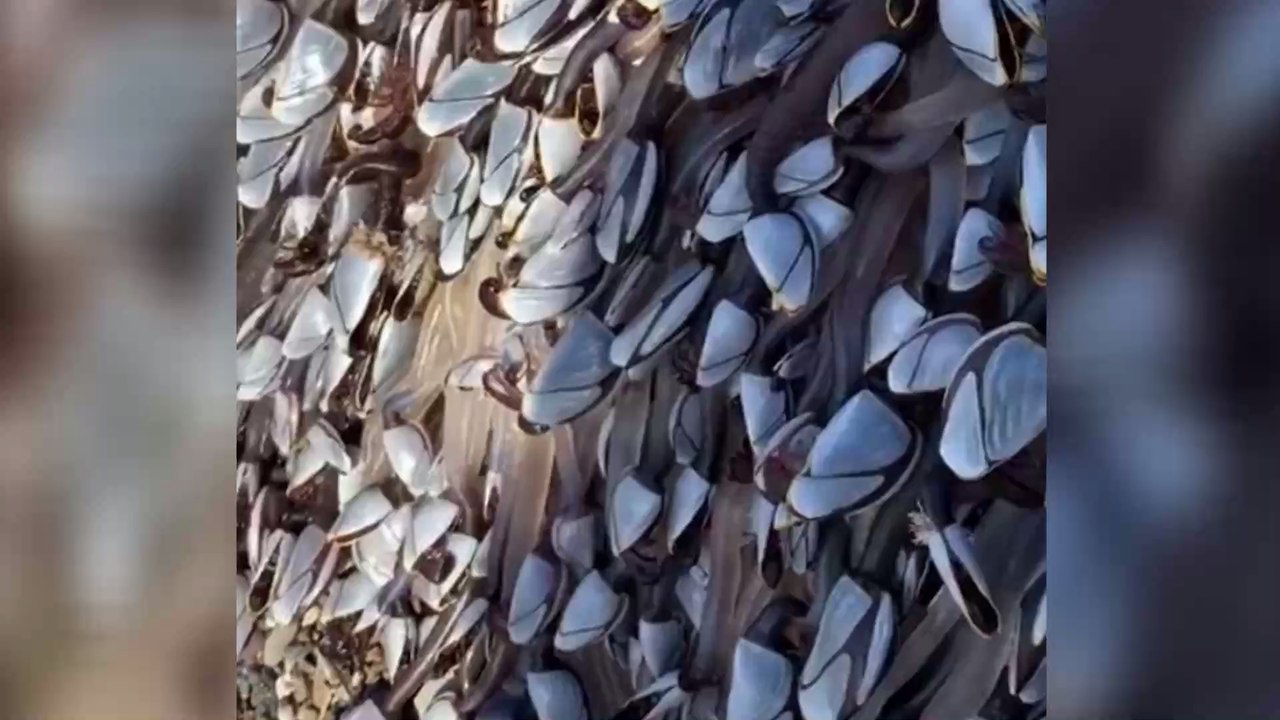 Mysterious creatures have washed up on a UK beach...and they could be worth thousands