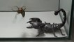 Thrilling Battle Between a Giant Hornet and an Emperor Scorpion