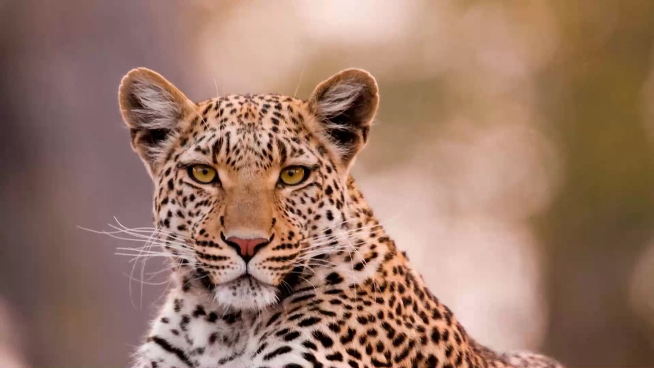 A leopard ended up in a restaurant while hunting