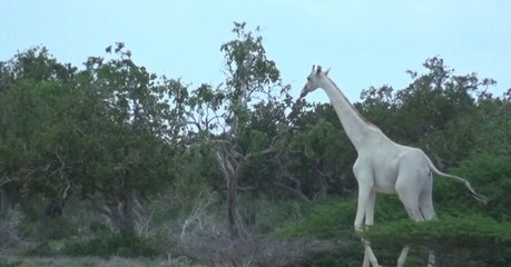 Incredibly rare white giraffes caught on camera