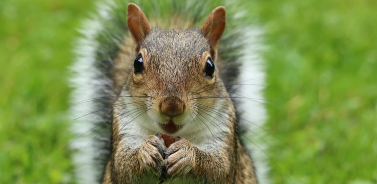 Watch As Squirrel Gets Drunk From Eating Too Many Fermented Apples