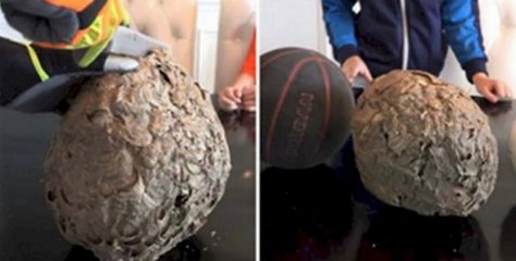 They cut a wasp nest in half to discover something stunning inside