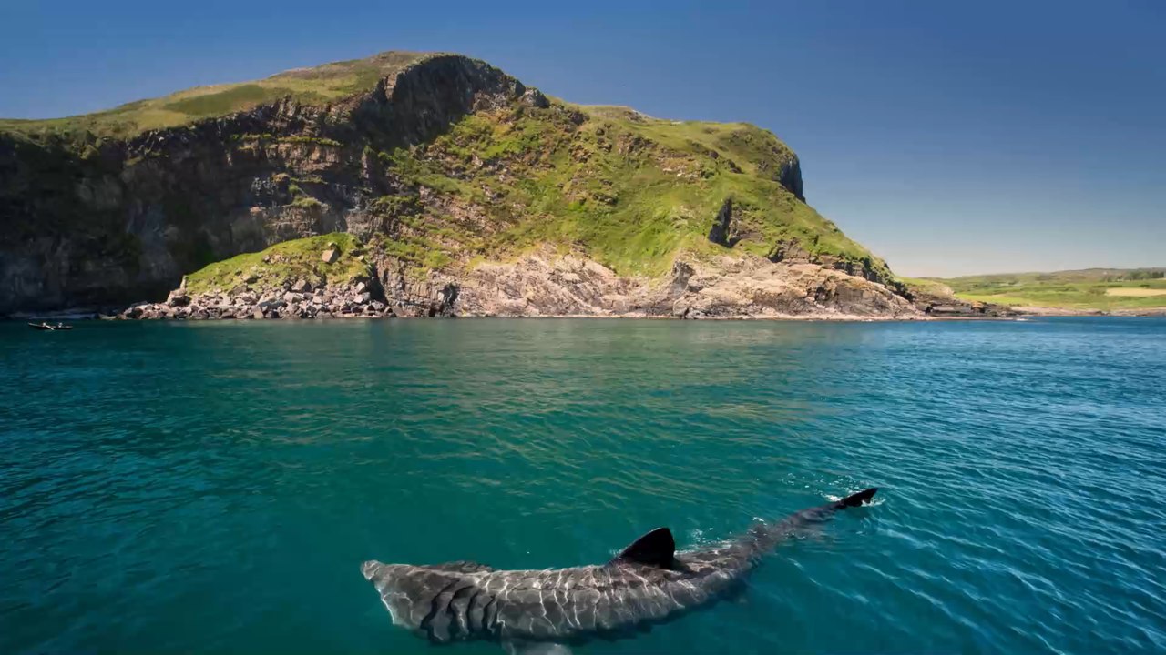 Up to 500,000 sharks could be killed to create a COVID-19 vaccine
