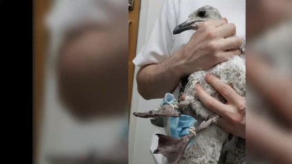 Disturbing images show how face masks are hurting wildlife