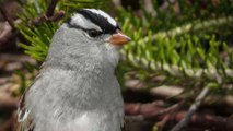 Study Proves Lockdown Had an Unsuspected Impact on Bird Song