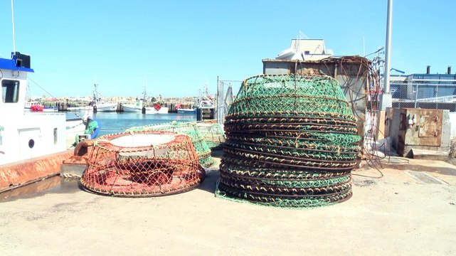 Quota de pêche aux crabes des neiges : Une hausse phénoménale
