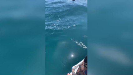 A Man Thinks He's Swimming With a Harmless Shark But Is Very Wrong (VIDEO)