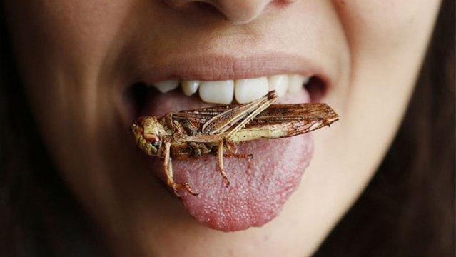 This is why you need to start eating crickets
